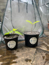 Load image into Gallery viewer, Live Mixed Strain Kratom Plant (Small)