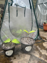 Load image into Gallery viewer, Live Mixed Strain Kratom Plant (Small)