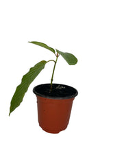 Load image into Gallery viewer, Live Kratom Plant Small