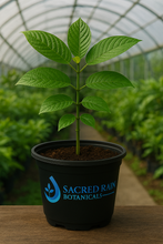 Load image into Gallery viewer, Live Green Malaysian Kratom Plant (Small)