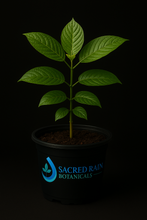 Load image into Gallery viewer, Live Green Malaysian Kratom Plant (Small)