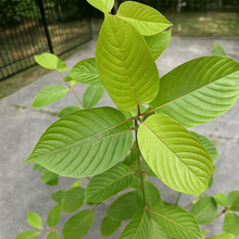 Load image into Gallery viewer, Live Green Bali Kratom Plant (Medium)