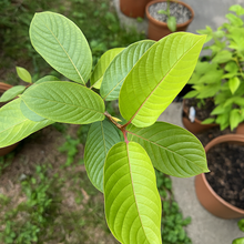 Load image into Gallery viewer, Live Green Bali Kratom Plant (Medium)