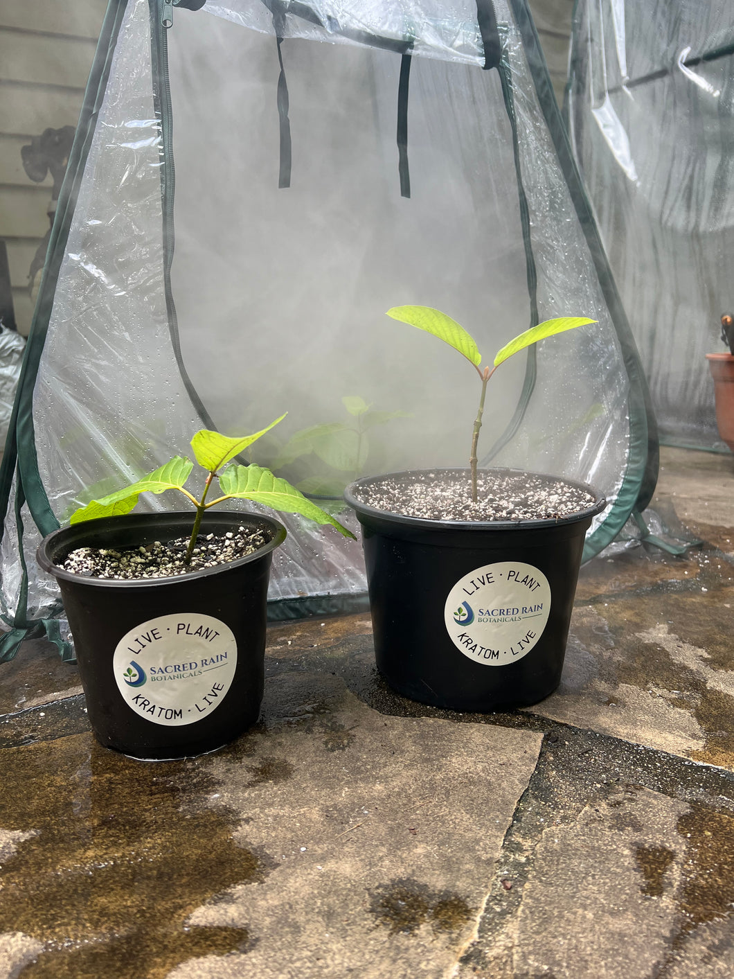Live Kratom Plant Small