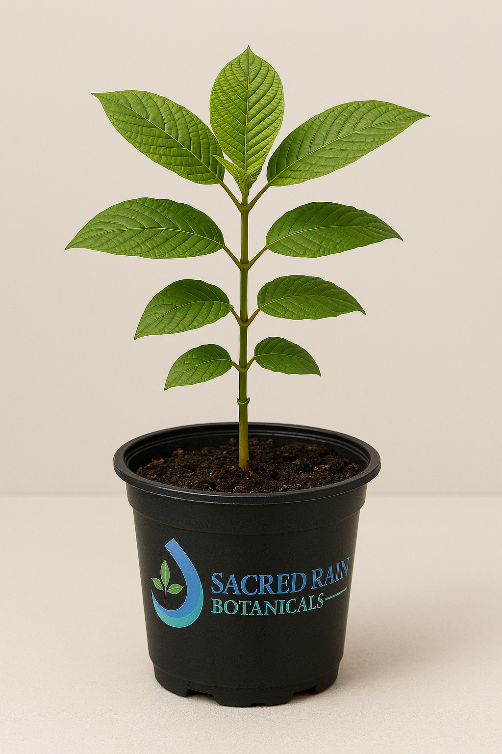 Live Green Maeng Da Kratom Plant (Small)