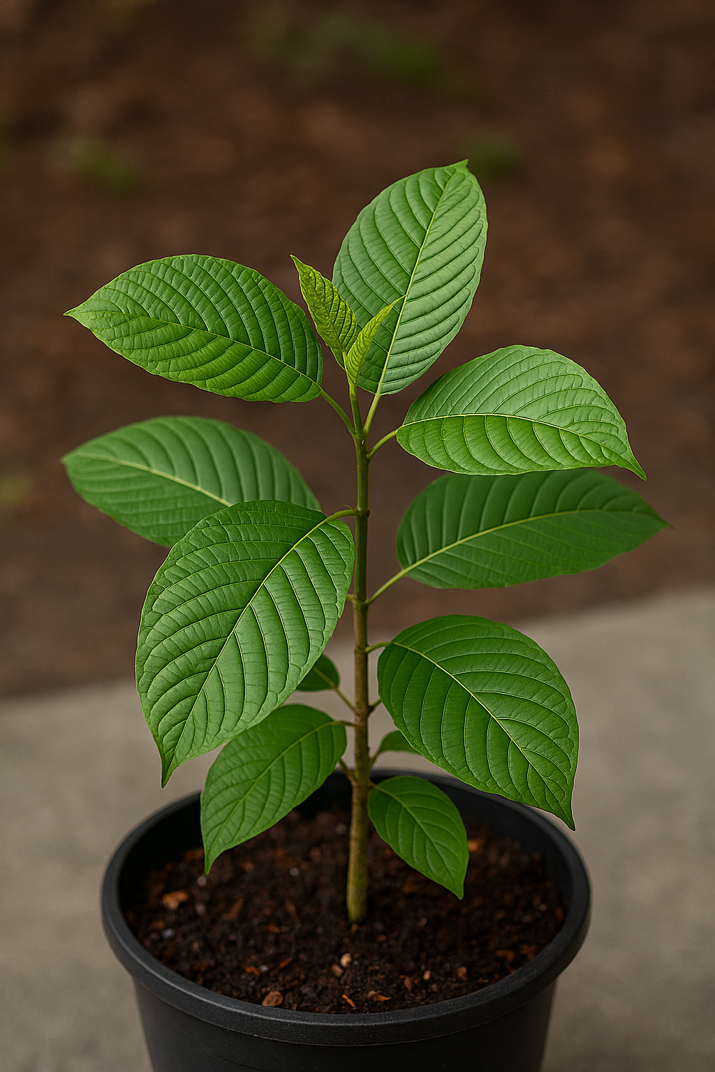 Live Green Indo Kratom Plant Small