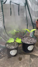 Load and play video in Gallery viewer, Live Kratom Plant Small
